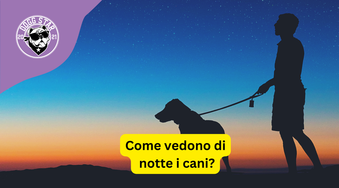 Il Mondo Notturno dei Cani: Una Visione Unica e Affascinante