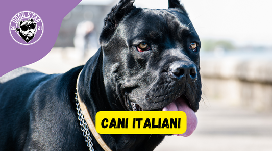 Conosci le razze di cani italiane? Lo sapevi che alcune sono estinte (o quasi)?