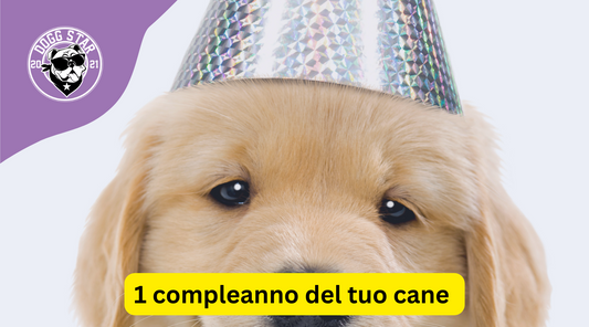 Compleanno del cane | 1 anno.