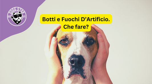 Animali Domestici e Petardi, la guida completa per il capodanno 2023-2024