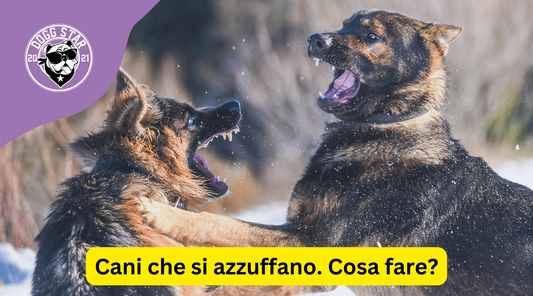 Affrontare Situazioni Spiacevoli: Cani Aggrediti da Altri Cani