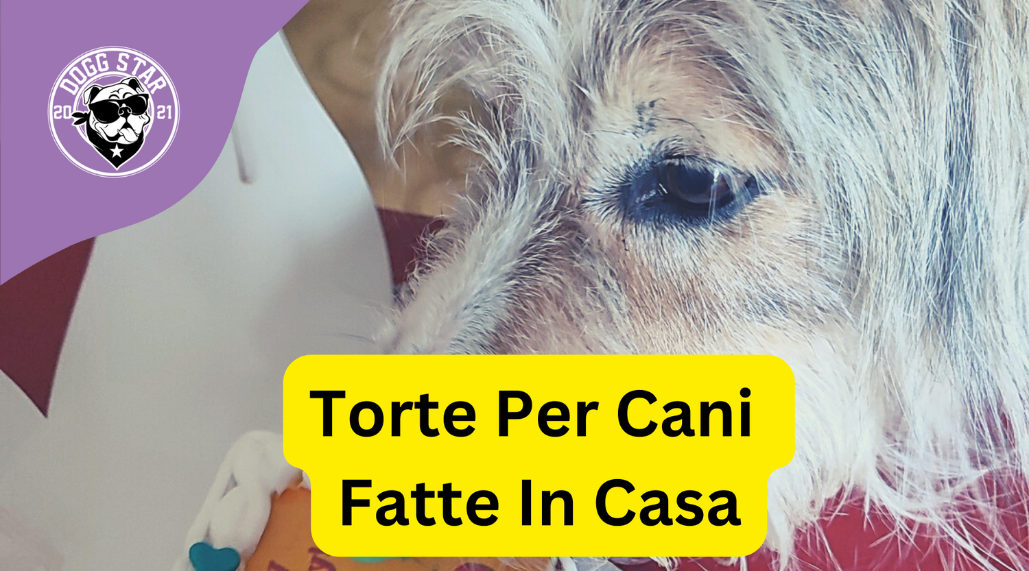 ricette di torte per cani