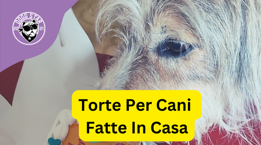 Torte Per Cani Fatte In Casa | 3 Ricette Facili Facili