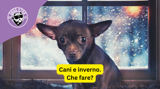 Cani e Inverno: Come Combattere il Calo delle Temperature e Mantenere  il Benessere del Tuo  Amico a 4 Zampe