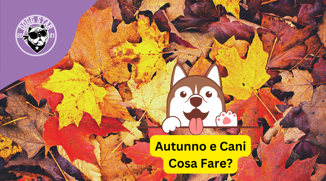 Cani e Cambio di Stagione: Arriva l'Autunno, Cosa Fare?