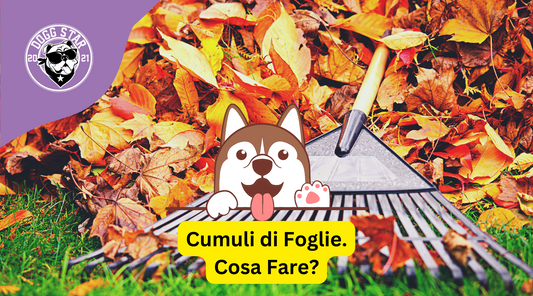 Cani e Mucchi di Foglie Secche: 4 aspetti da tenere d'occhio.