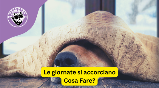 I Cani e l'Accorciarsi delle Giornate: Consigli Utili