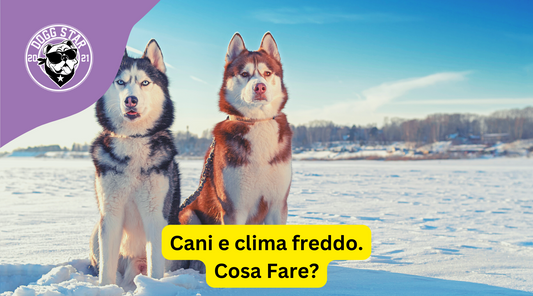 A Quale Temperatura Un Cane Inizia ad Avere Freddo?