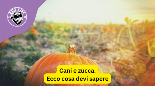 Cani e Zucca: Ecco Cosa Devi Sapere