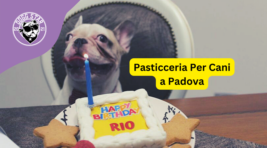 Dogg Star Pasticceria per Cani a Padova: Il Paradiso dei Gusti Canini