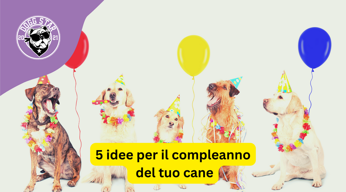 5 Idee per Festeggiare il Compleanno del Tuo Cane