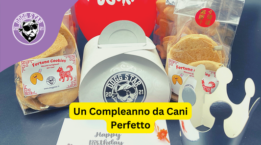 Festeggia il Compleanno del Tuo Cane con la Nostra Box "King Of the Party"