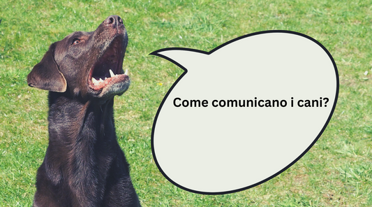 Il Linguaggio Segreto dei Cani: Cosa Ci Dice la Scienza sulla Comunicazione tra Cani