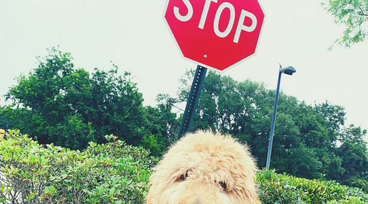 Come Insegnare al Tuo Cane il Comando 'Stop': Una Guida Passo per Passo