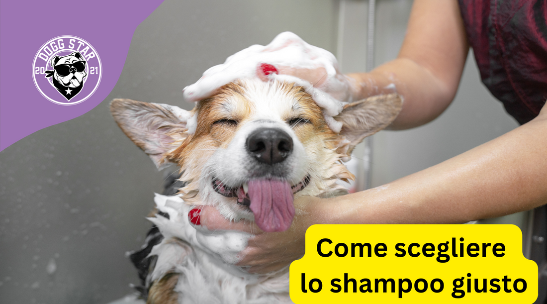 I diversi tipi di shampoo per cani. Quale scegliere?