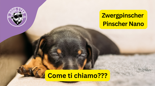 Piccola Forza e Grande Affetto: 20 Idee Originali per il Tuo Amabile Pinscher Nano