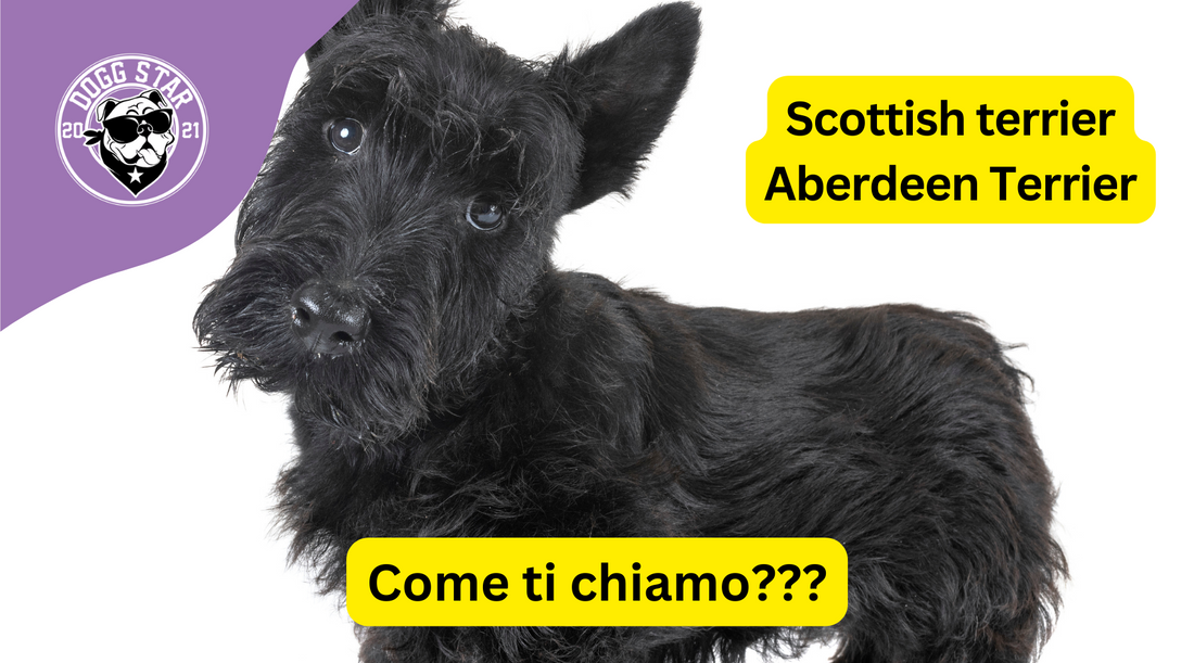 Eleganza Regale:  20 Idee Originali per il Tuo Affascinante Scottish Terrier