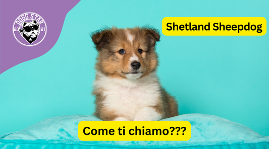 Agilità e Dolcezza: 20 Idee Originali per il Tuo Affettuoso Shetland Sheepdog