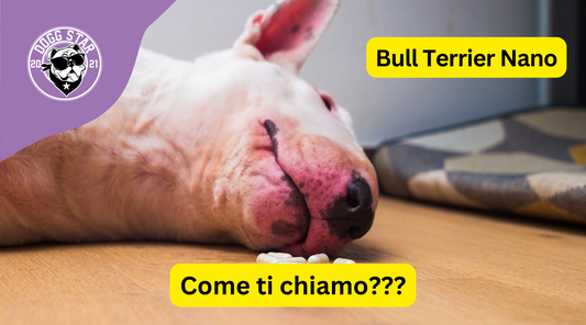 Carattere e Tenacia: 20 Idee Originali per il Tuo Coraggioso Bull Terrier Nano