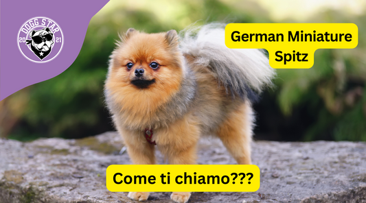 Eleganza e Vivacità: 20 Idee Originali per il Tuo Affettuoso German Miniature Spitz