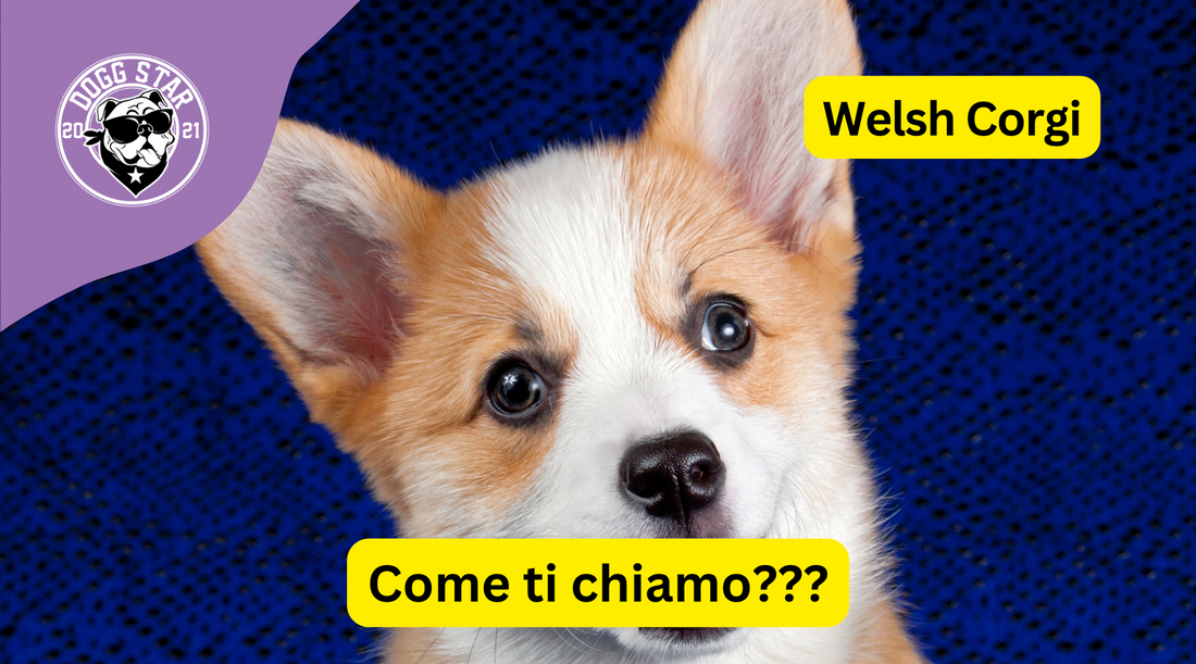 Grinta e Tenerezza: 20 Idee Originali per il Tuo Affettuoso Welsh Corgi