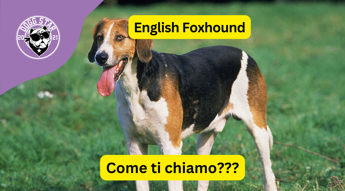 Eleganza e Fierezza: 20 Idee Originali per il Tuo Nobile English Foxhound