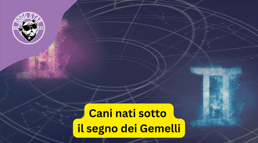 Cani nati sotto il segno dei Gemelli. Ecco cosa devi sapere