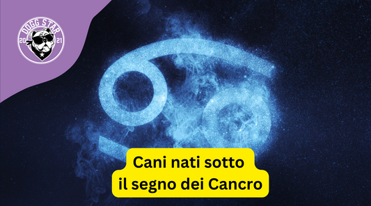 Cani nati sotto il segno del Cancro. Ecco cosa devi sapere.