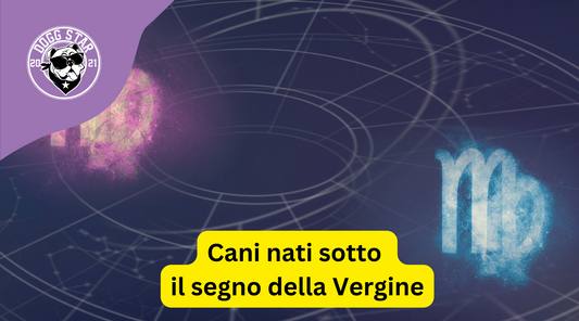 Cani nati sotto il segno della Vergine. Ecco cosa devi sapere