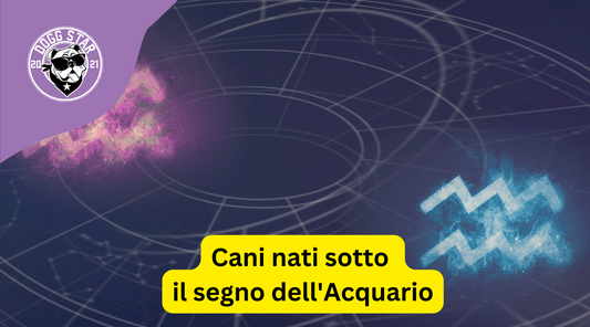 Cani nati sotto il segno dell'Acquario. Ecco cosa devi sapere.