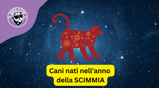 Cani e Astrologia Cinese: i nati sotto il segno della Scimmia (2004, 2016)