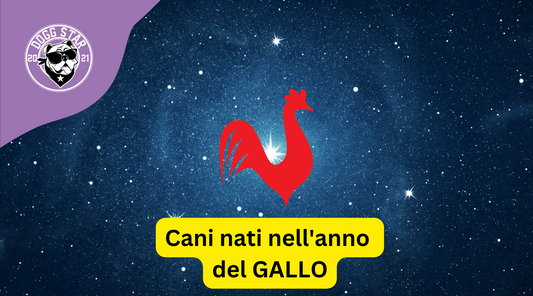 Cani e Astrologia Cinese: i nati sotto il segno del Gallo (2005, 2017)