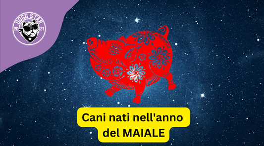 Cani e Astrologia Cinese: i nati sotto il segno del Maiale (2007, 2019)