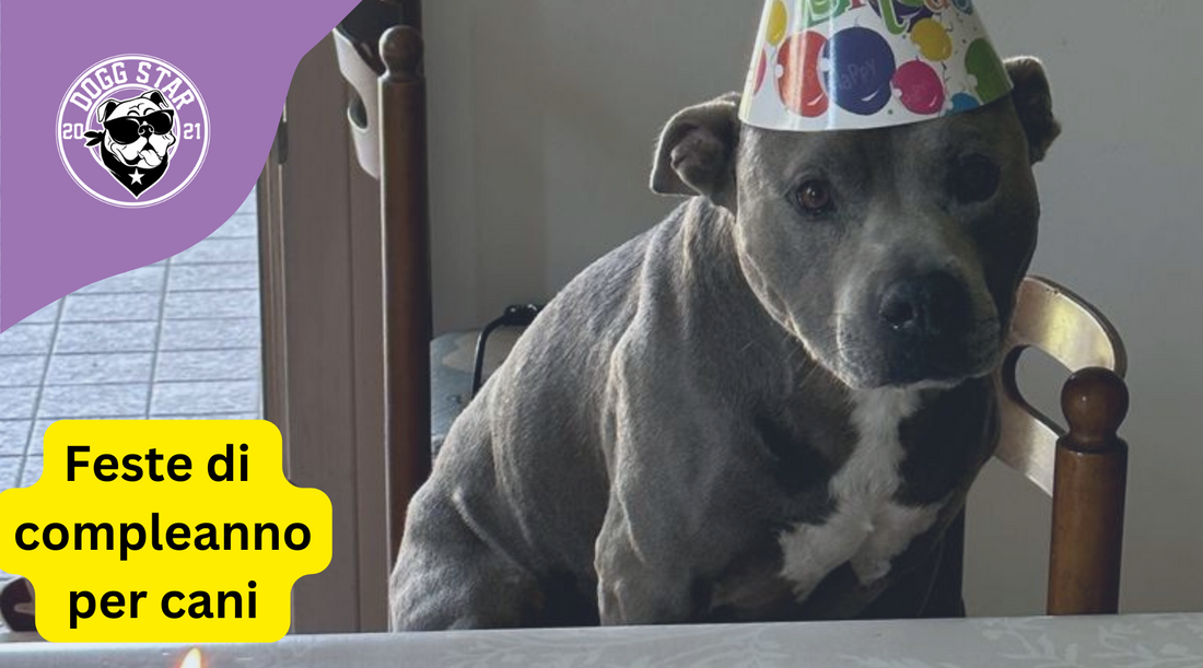 Feste di Compleanno per Cani: Un'Esperienza Indimenticabile di
