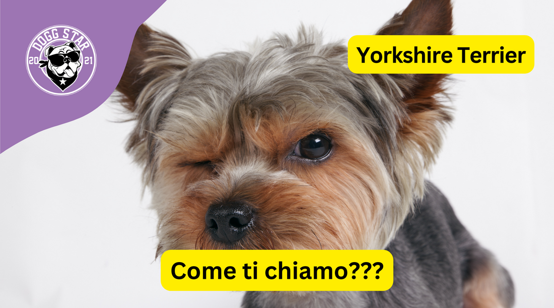 Piccola Eleganza: 20 Idee Originali per il Tuo Affettuoso Yorkshire Terrier