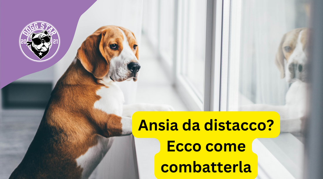 Come Prevenire l'Ansia da Separazione nei Cani: Consigli Utili per un Equilibrio Emotivo