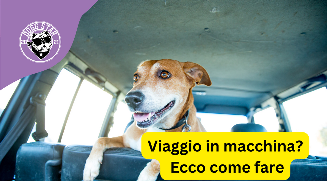 Come Preparare i Cani per un Viaggio in Macchina nel 2023: Consigli Utili per un Viaggio Sicuro e Piacevole