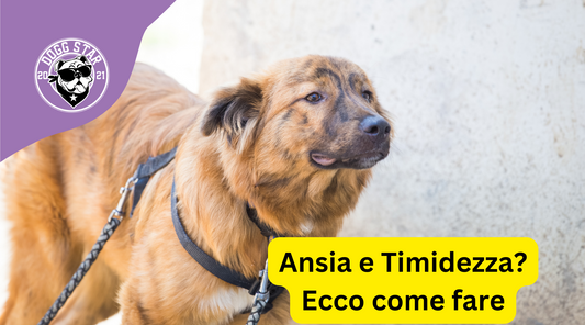 I consigli del 2023 per Gestire i Cani Timidi e/o Paurosi: Aiutali a Superare le Paure e a Sviluppare Fiducia