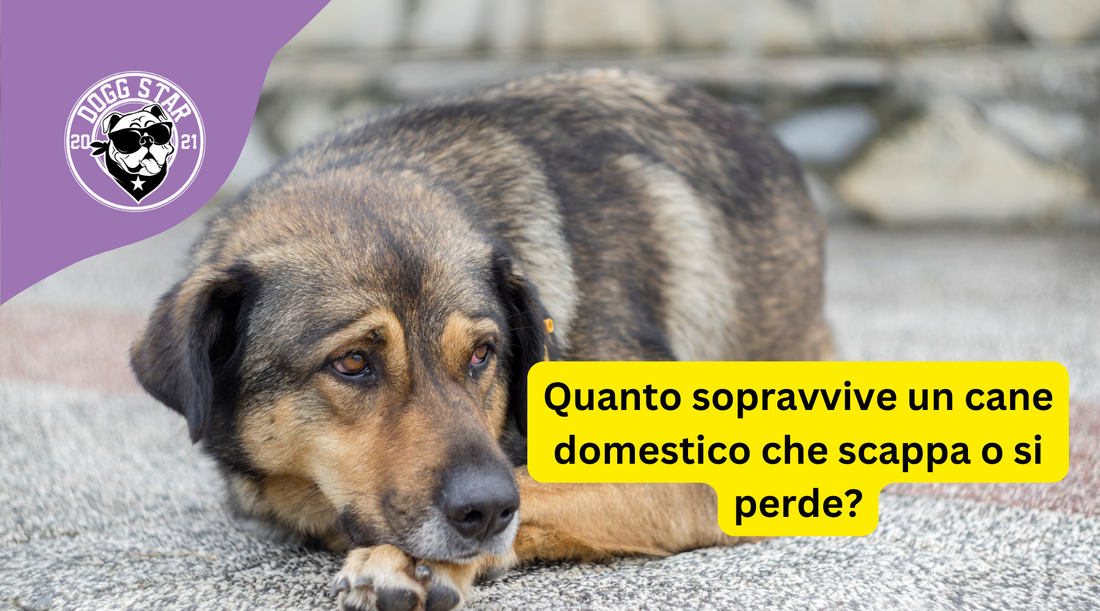 La sopravvivenza dei cani domestici fuggiti: quanto tempo possono vivere da soli?