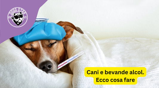 I cani e l'alcol: Perché l'alcol è pericoloso per i nostri amici a quattro zampe