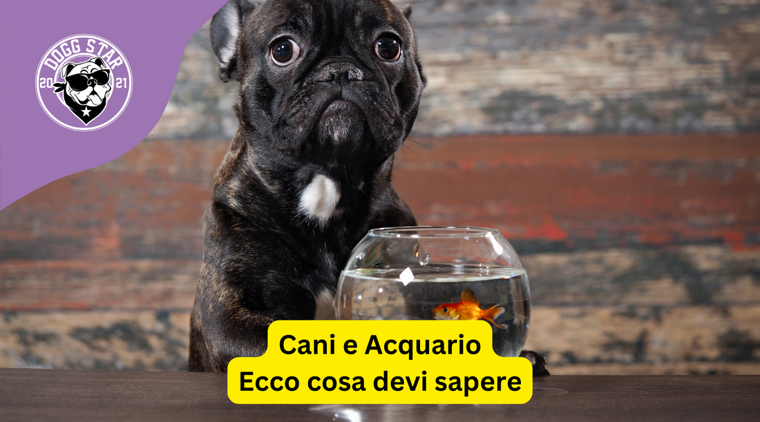 Cani e Acquario: Come Gestire un Acquario con un Cane in Casa