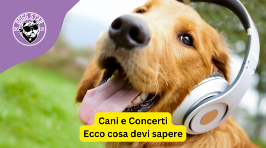 Cani e Concerti: Protezioni e Consigli Utili per Garantire il Benessere del Tuo Amico a Quattro Zampe