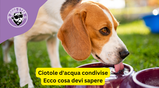 Cani e Ciotole dell'Acqua Condivise fuori da Bar e Negozi: Considerazioni e Precauzioni estate 2023