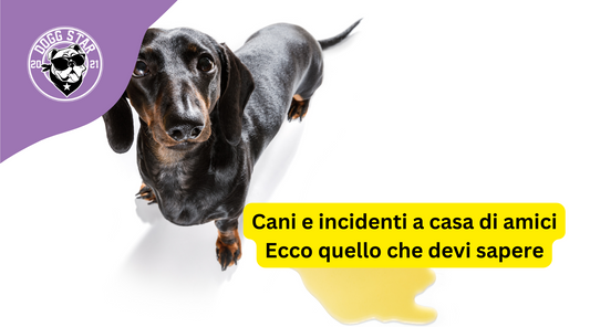 Il Mio Cane ha Urinato a Casa di un Amico senza Essere Visto: Come Affrontare la Situazione con Rispetto e Responsabilità