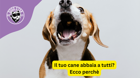 Il mio cane abbaia a tutti: Scopriamo le cause e come gestire questo comportamento