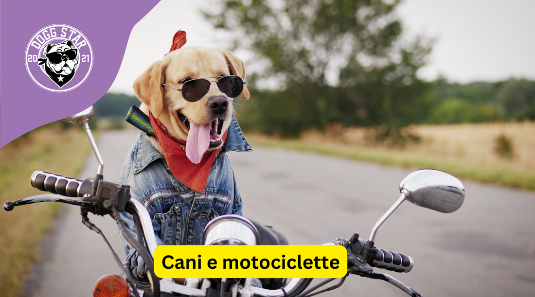 Cani in Motocicletta: Come Trasportarli in Sicurezza e con Responsabilità