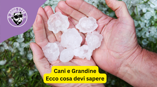 Cani e Grandine Violenta. Come Proteggere il Tuo Amico a Quattro Zampe Durante una Tempesta di Grandine.