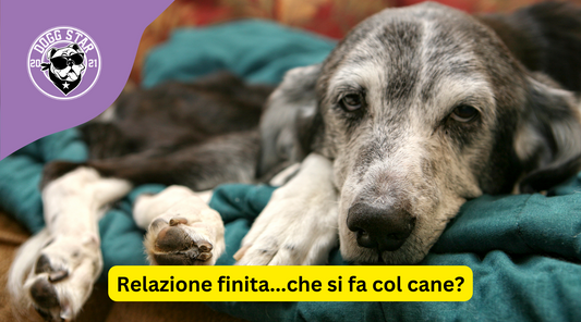 Mi Sono Lasciato con la Fidanzata: Come Gestire il Nostro Cane Adesso?