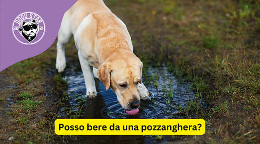 I Cani e le Pozzanghere: È Sicuro Bere Acqua da Queste Fonti?