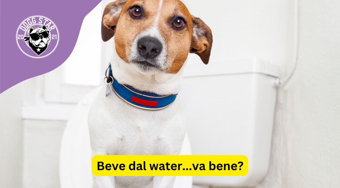 I Cani e l'Acqua del Water: È Sicuro per il Tuo Amico a Quattro Zampe?